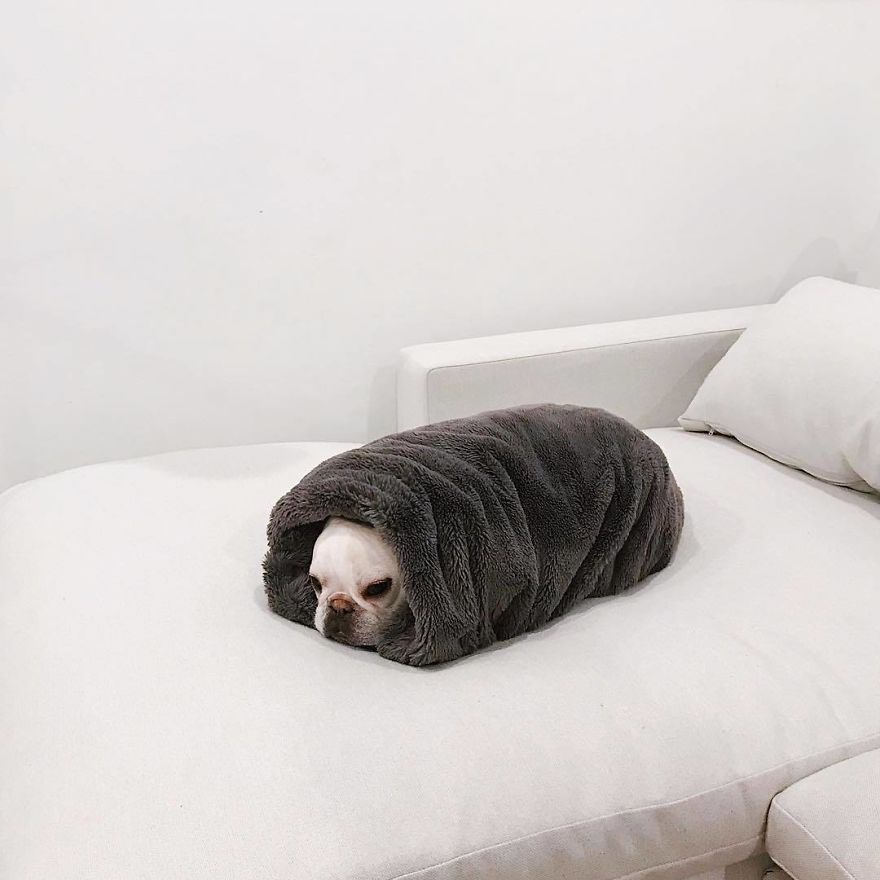 Meet This Adorable Pair Of French Bulldogs That Are Impossible Not To Love (58 Pics) Meet This Adorable Pair Of French Bulldogs That Are Impossible Not To Love (58 Pics)