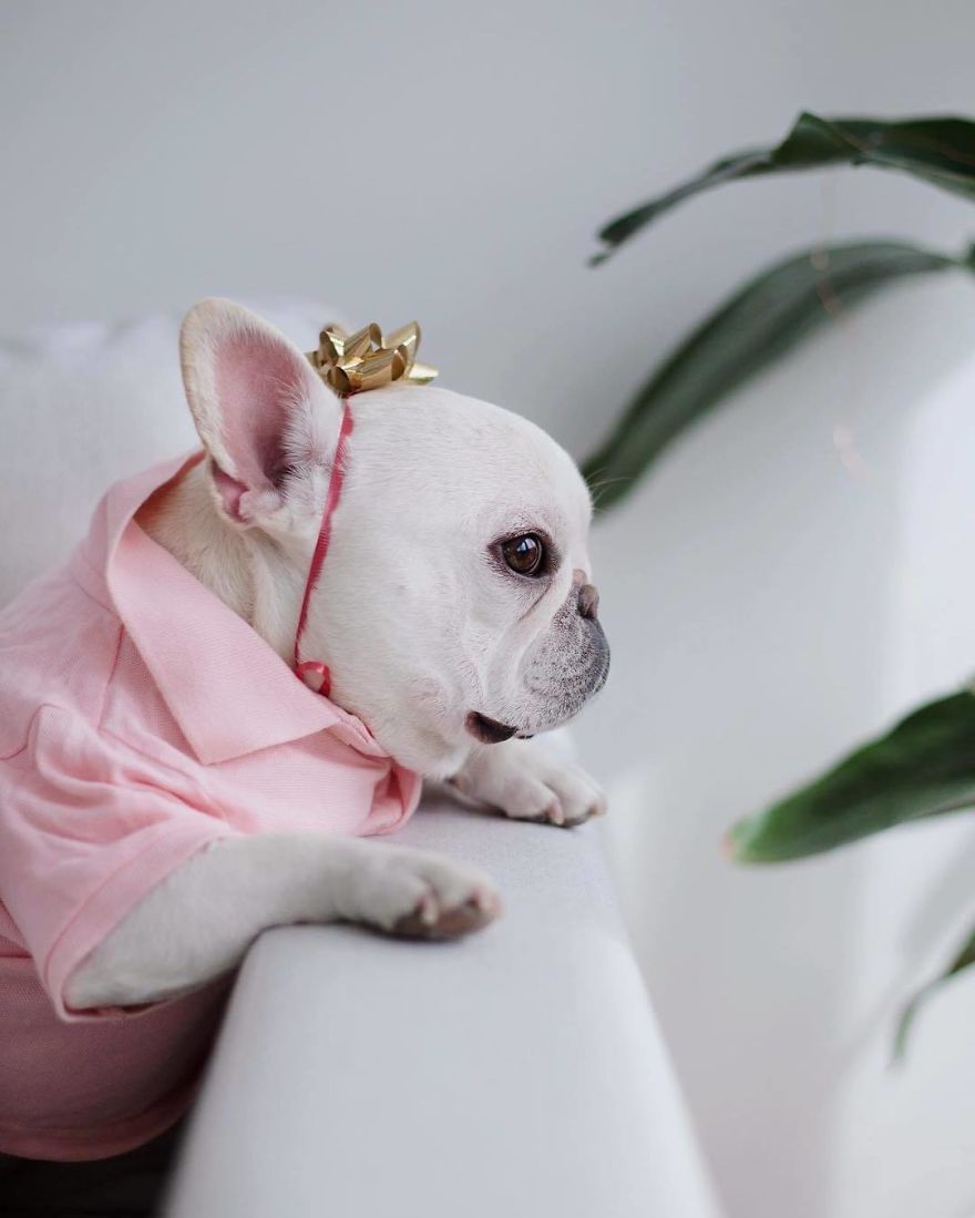 Meet This Adorable Pair Of French Bulldogs That Are Impossible Not To Love (58 Pics) Meet This Adorable Pair Of French Bulldogs That Are Impossible Not To Love (58 Pics)