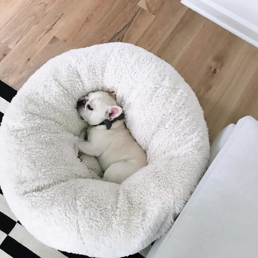 Meet This Adorable Pair Of French Bulldogs That Are Impossible Not To Love (58 Pics) Meet This Adorable Pair Of French Bulldogs That Are Impossible Not To Love (58 Pics)