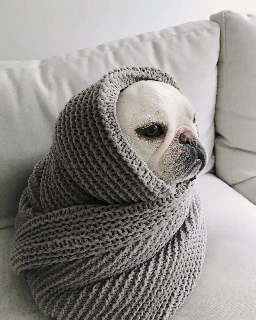 Meet This Adorable Pair Of French Bulldogs That Are Impossible Not To Love (58 Pics) Meet This Adorable Pair Of French Bulldogs That Are Impossible Not To Love (58 Pics)