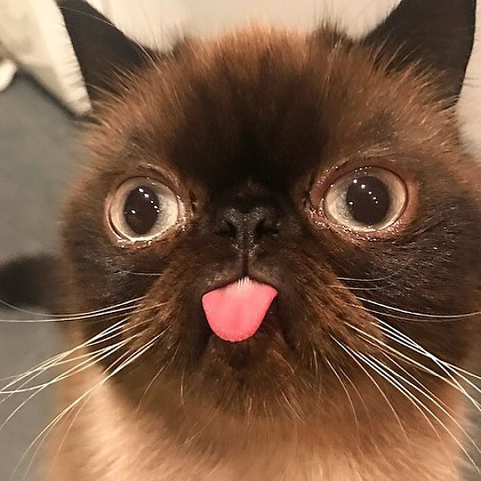 Meet Ikiru, The King Of Bleps Who Is Taking The Internet By Storm (30 Pics) Meet Ikiru, The King Of Bleps Who Is Taking The Internet By Storm (30 Pics)