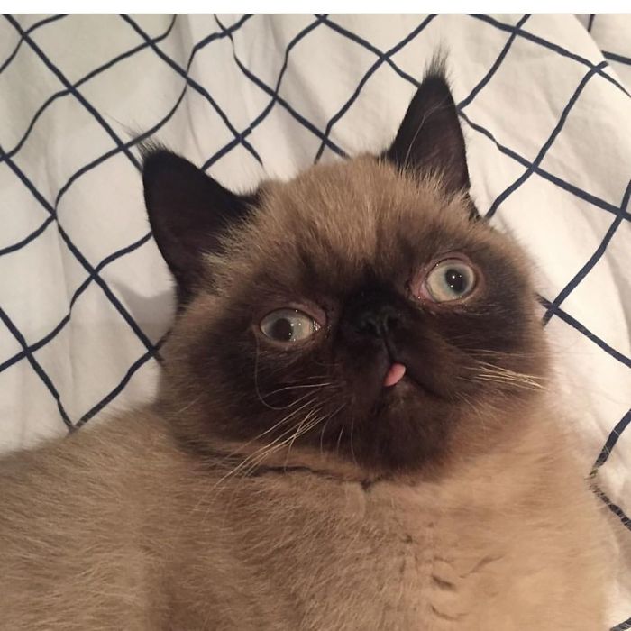 Meet Ikiru, The King Of Bleps Who Is Taking The Internet By Storm (30 Pics) Meet Ikiru, The King Of Bleps Who Is Taking The Internet By Storm (30 Pics)