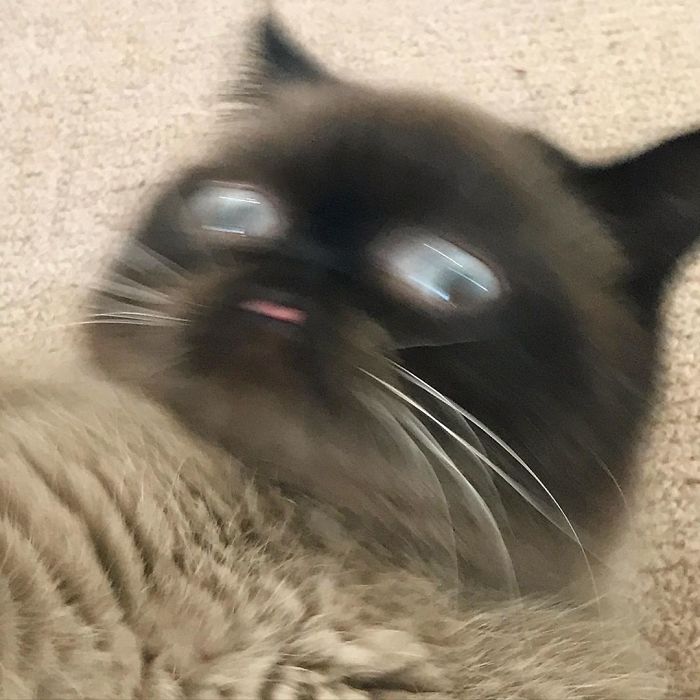 Meet Ikiru, The King Of Bleps Who Is Taking The Internet By Storm (30 Pics) Meet Ikiru, The King Of Bleps Who Is Taking The Internet By Storm (30 Pics)