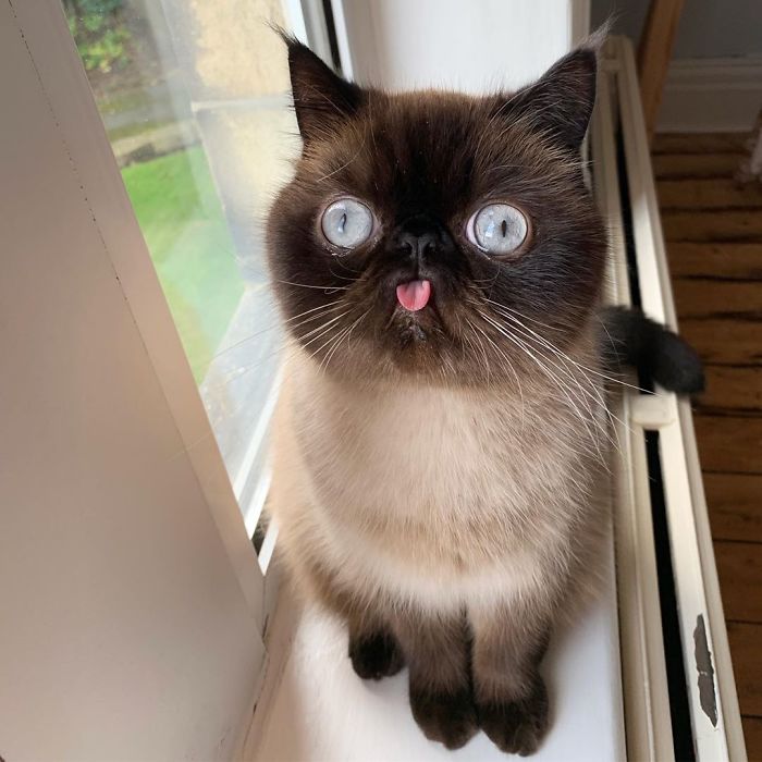 Meet Ikiru, The King Of Bleps Who Is Taking The Internet By Storm (30 Pics) Meet Ikiru, The King Of Bleps Who Is Taking The Internet By Storm (30 Pics)