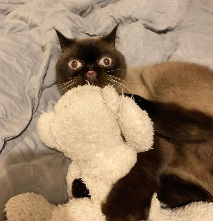 Meet Ikiru, The King Of Bleps Who Is Taking The Internet By Storm (30 Pics) Meet Ikiru, The King Of Bleps Who Is Taking The Internet By Storm (30 Pics)