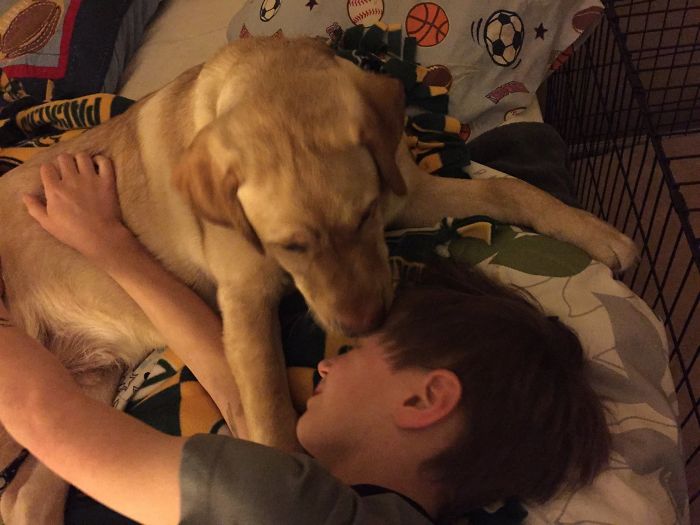 The Story Of My Service Doge, Chopper The Story Of My Service Doge, Chopper