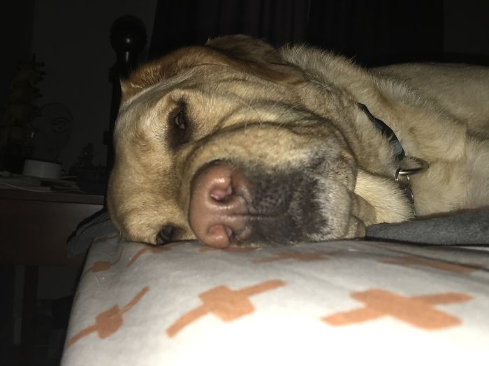 The Story Of My Service Doge, Chopper The Story Of My Service Doge, Chopper