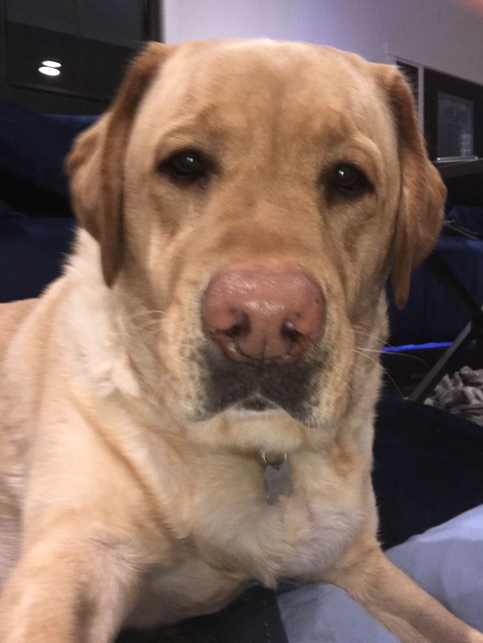 The Story Of My Service Doge, Chopper The Story Of My Service Doge, Chopper