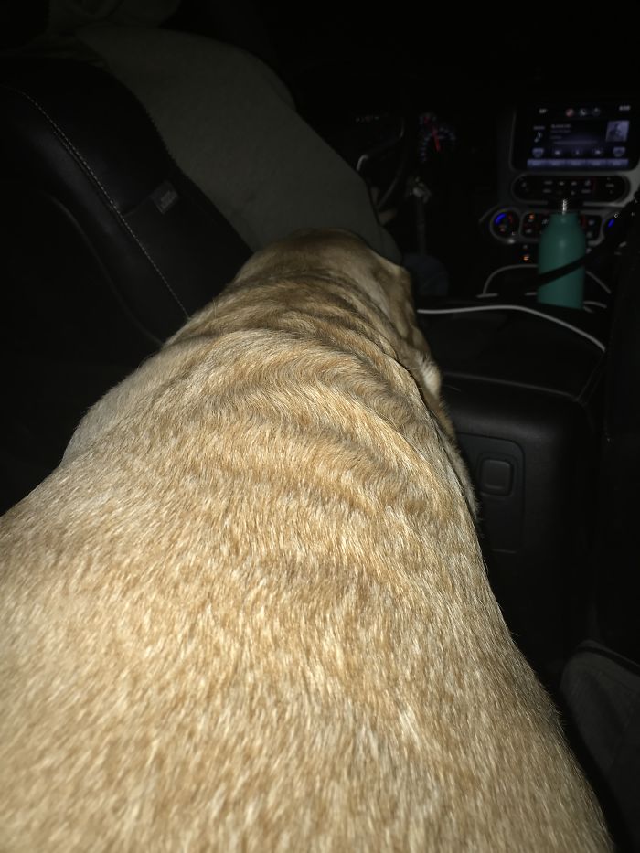 The Story Of My Service Doge, Chopper The Story Of My Service Doge, Chopper