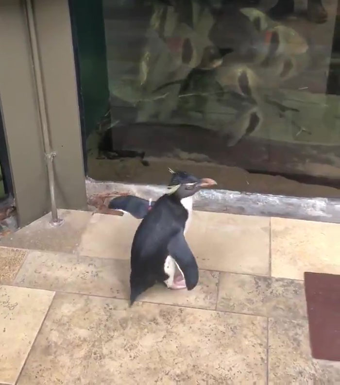 After Closing Down, This Aquarium Lets Its Penguins Go On A ‘Field Trip’ After Closing Down, This Aquarium Lets Its Penguins Go On A ‘Field Trip’