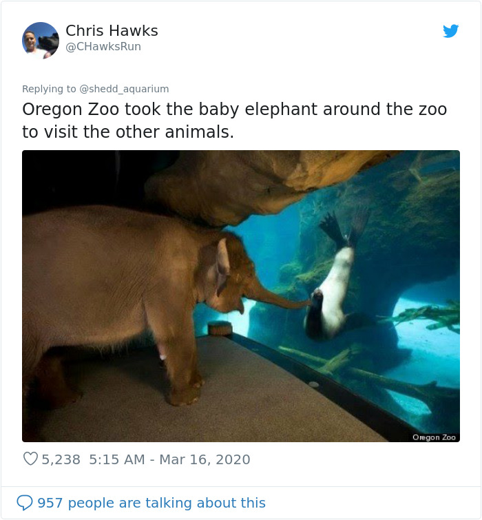 After Closing Down, This Aquarium Lets Its Penguins Go On A ‘Field Trip’ After Closing Down, This Aquarium Lets Its Penguins Go On A ‘Field Trip’