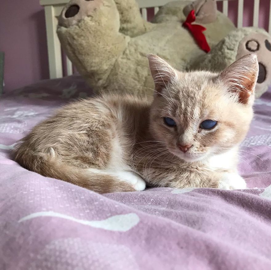 This Cat With Dwarfism Will Be Kitten-Sized Forever