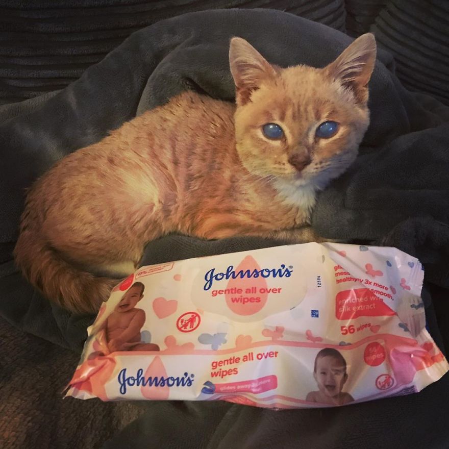 This Cat With Dwarfism Will Be Kitten-Sized Forever