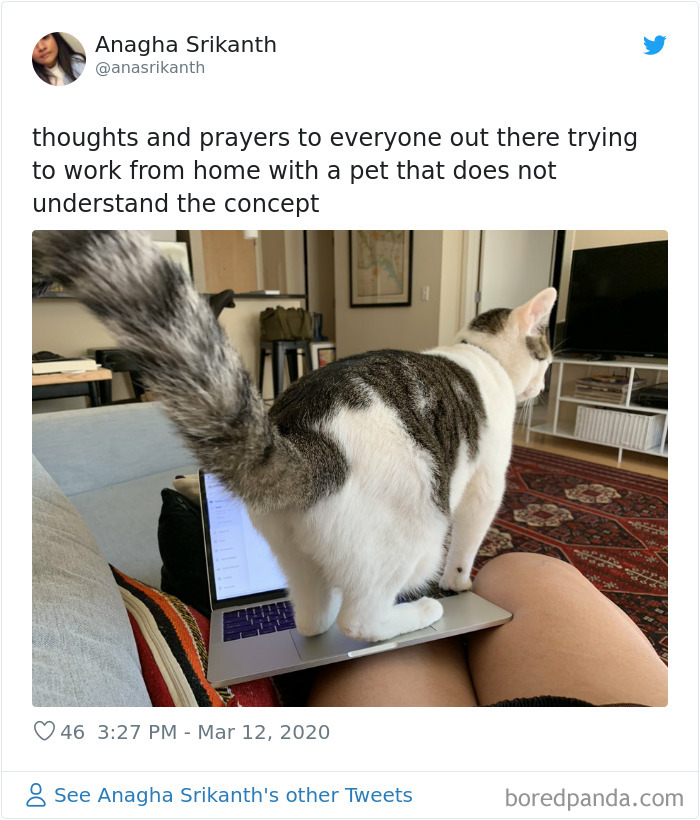 People Are Sharing How Their Pets Deal With Them Working From Home (40 Tweets) People Are Sharing How Their Pets Deal With Them Working From Home (40 Tweets)