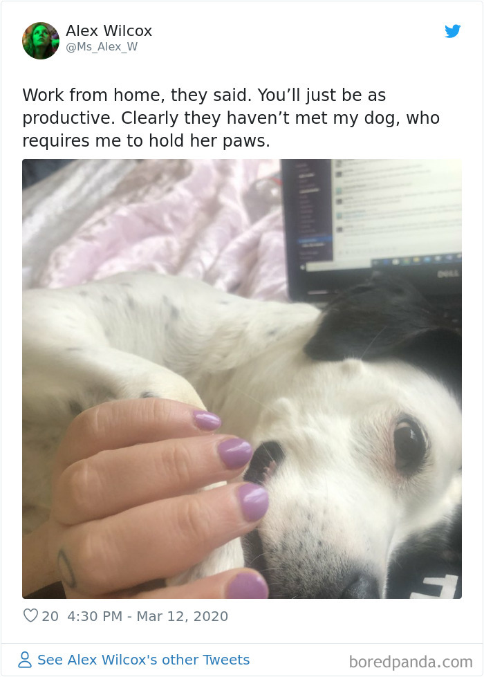 People Are Sharing How Their Pets Deal With Them Working From Home (40 Tweets) People Are Sharing How Their Pets Deal With Them Working From Home (40 Tweets)