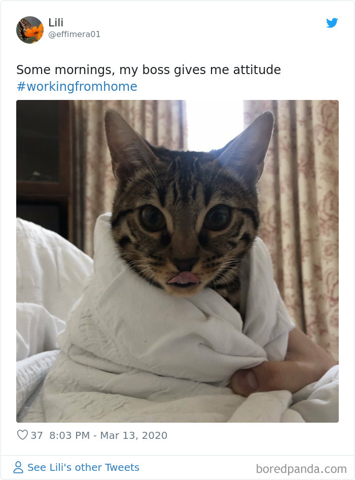 People Are Sharing How Their Pets Deal With Them Working From Home (40 Tweets) People Are Sharing How Their Pets Deal With Them Working From Home (40 Tweets)