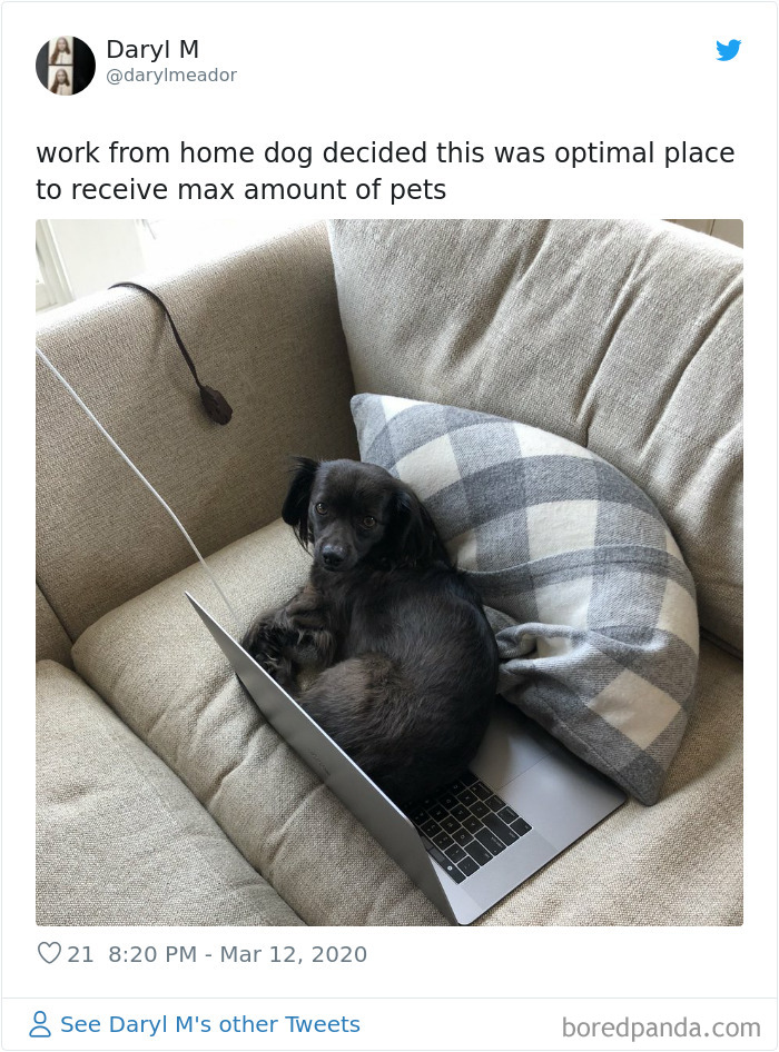 People Are Sharing How Their Pets Deal With Them Working From Home (40 Tweets) People Are Sharing How Their Pets Deal With Them Working From Home (40 Tweets)