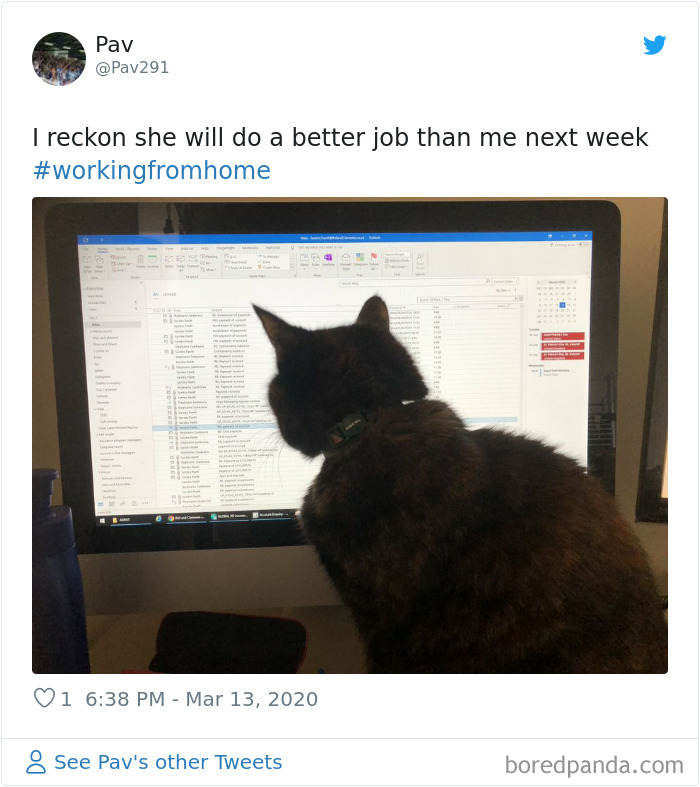 People Are Sharing How Their Pets Deal With Them Working From Home (40 Tweets) People Are Sharing How Their Pets Deal With Them Working From Home (40 Tweets)