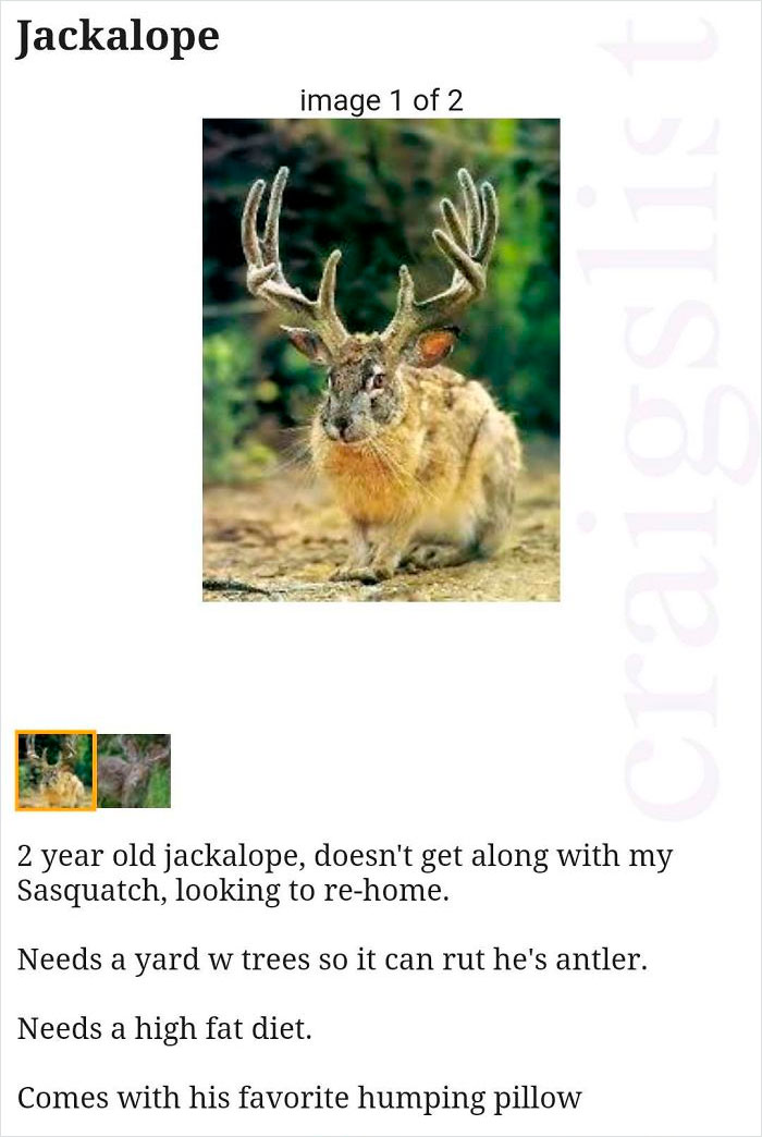 There’s An Online Platform Dedicated To The World’s Most Delusional Craigslist Ads And Here’s 30 Of The Worst Ones There’s An Online Platform Dedicated To The World’s Most Delusional Craigslist Ads And Here’s 30 Of The Worst Ones