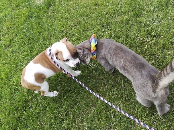 The Sad Goodbye Between Cat And Puppy Best Friends After Puppy Finds Forever Home The Sad Goodbye Between Cat And Puppy Best Friends After Puppy Finds Forever Home