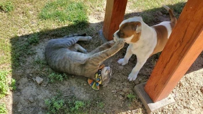The Sad Goodbye Between Cat And Puppy Best Friends After Puppy Finds Forever Home The Sad Goodbye Between Cat And Puppy Best Friends After Puppy Finds Forever Home
