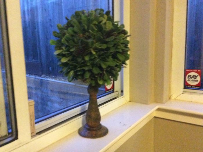 Hey Pandas, What Is The Weirdest Thing You Own? (Ended)