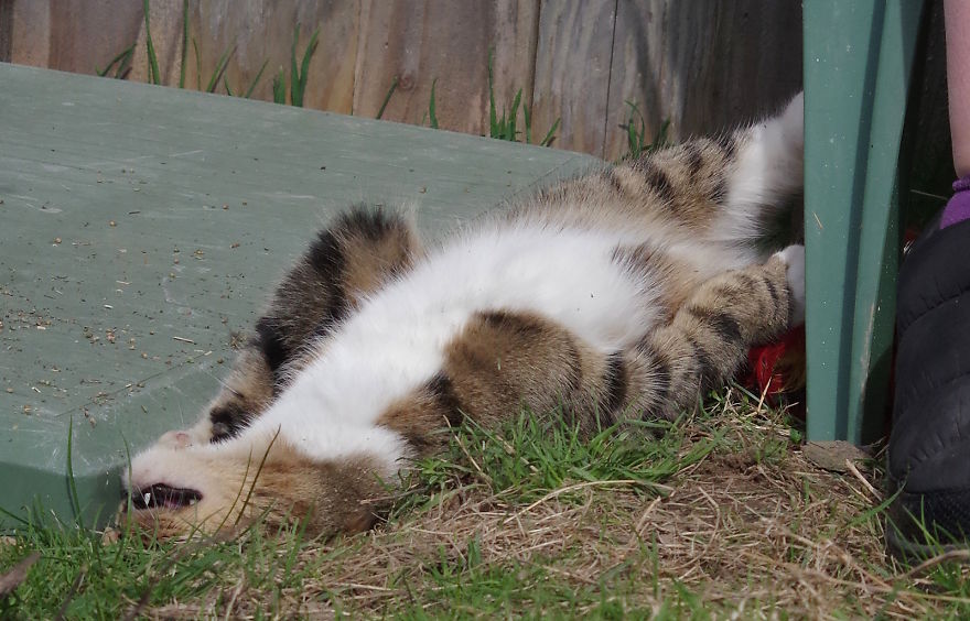 Our And Our Neighbor&#8217;s Cats Found Catnip And Cat.exe Stopped Functioning (30 Pics)