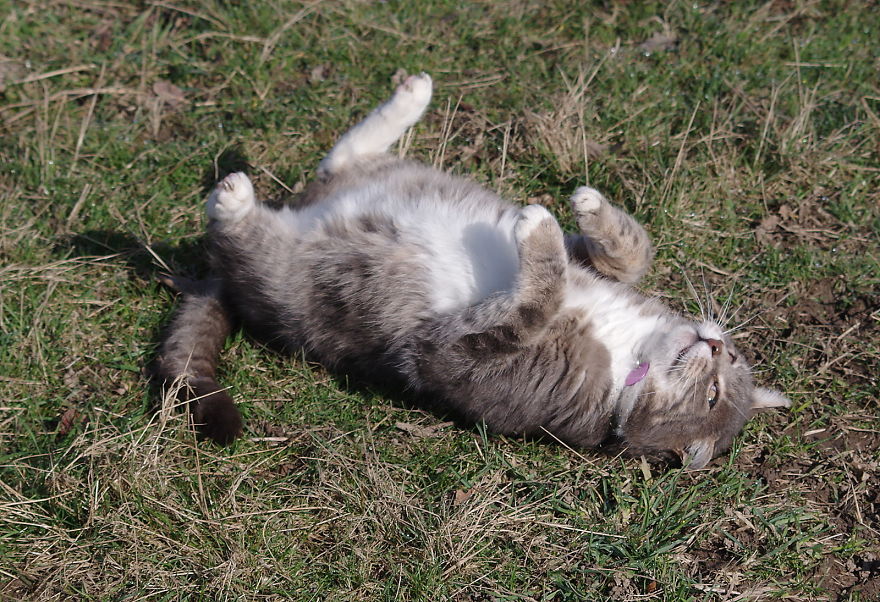 Our And Our Neighbor’s Cats Found Catnip And Cat.exe Stopped Functioning (30 Pics) Our And Our Neighbor’s Cats Found Catnip And Cat.exe Stopped Functioning (30 Pics)