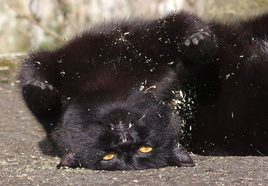Our And Our Neighbor’s Cats Found Catnip And Cat.exe Stopped Functioning (30 Pics) Our And Our Neighbor’s Cats Found Catnip And Cat.exe Stopped Functioning (30 Pics)