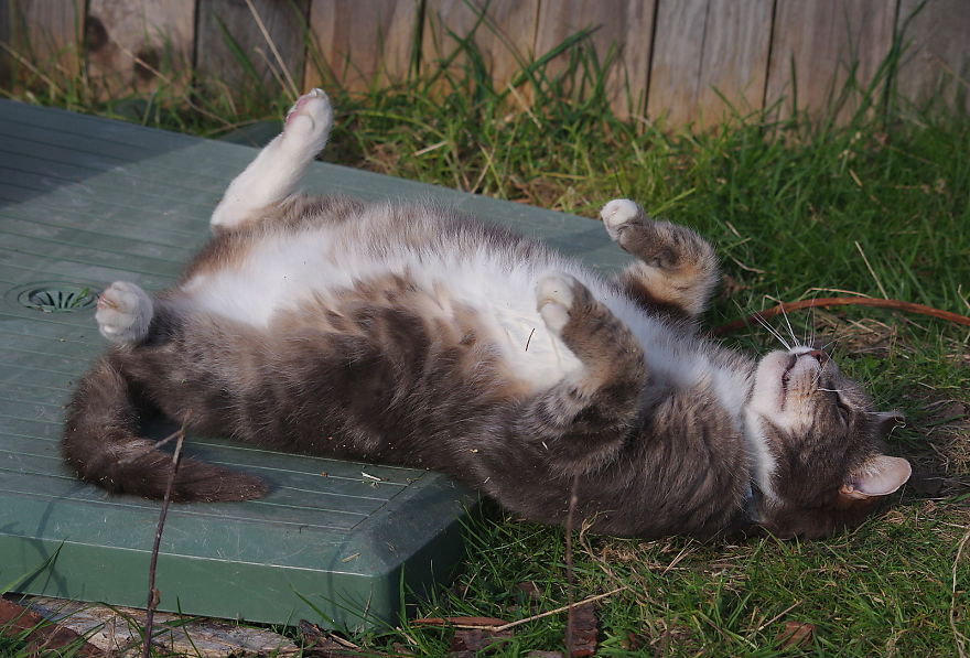 Our And Our Neighbor&#8217;s Cats Found Catnip And Cat.exe Stopped Functioning (30 Pics)