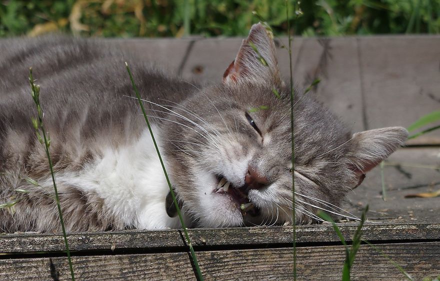 Our And Our Neighbor’s Cats Found Catnip And Cat.exe Stopped Functioning (30 Pics) Our And Our Neighbor’s Cats Found Catnip And Cat.exe Stopped Functioning (30 Pics)