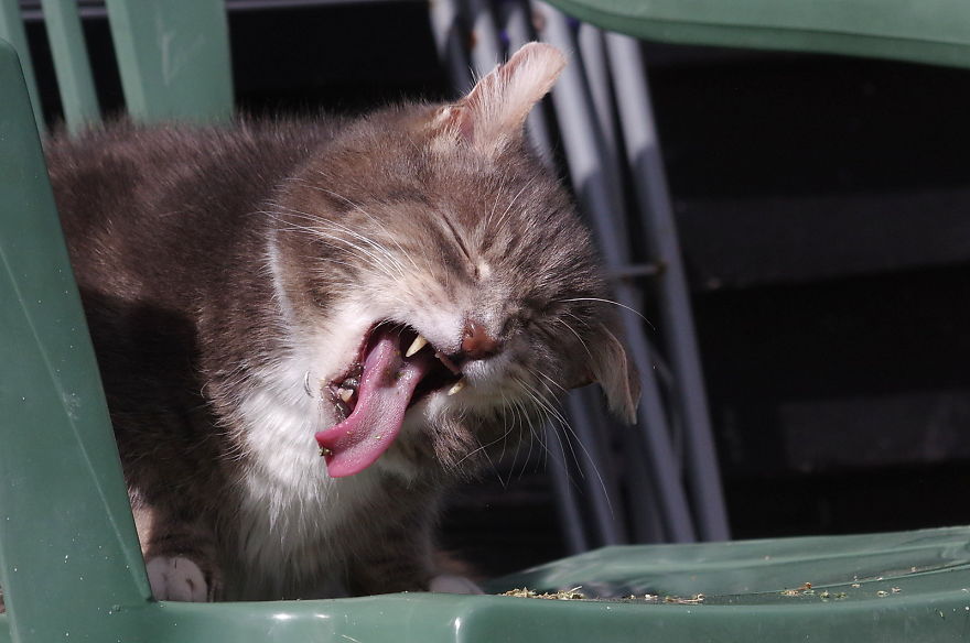 Our And Our Neighbor’s Cats Found Catnip And Cat.exe Stopped Functioning (30 Pics) Our And Our Neighbor’s Cats Found Catnip And Cat.exe Stopped Functioning (30 Pics)