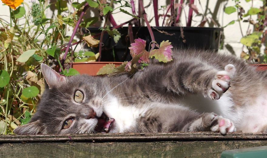 Our And Our Neighbor&#8217;s Cats Found Catnip And Cat.exe Stopped Functioning (30 Pics)