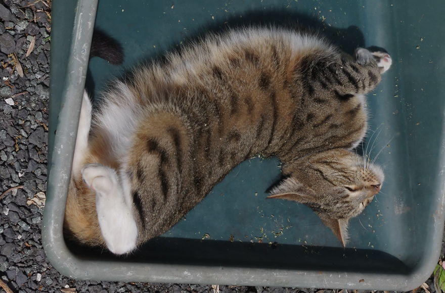 Our And Our Neighbor&#8217;s Cats Found Catnip And Cat.exe Stopped Functioning (30 Pics)