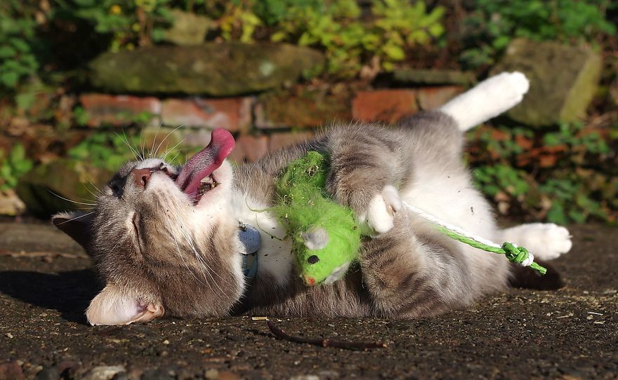 Our And Our Neighbor’s Cats Found Catnip And Cat.exe Stopped Functioning (30 Pics) Our And Our Neighbor’s Cats Found Catnip And Cat.exe Stopped Functioning (30 Pics)