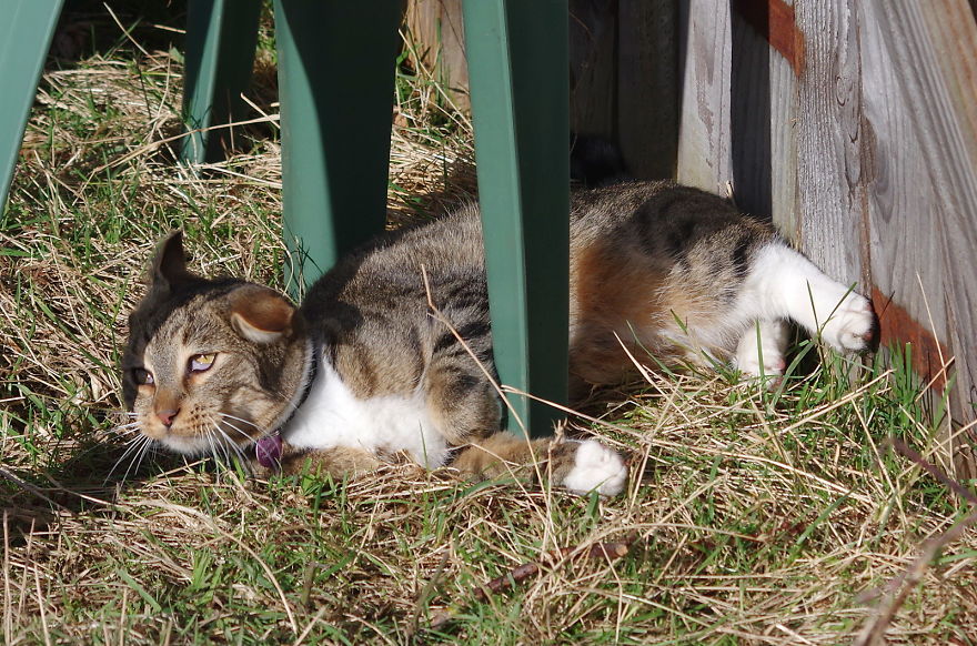 Our And Our Neighbor’s Cats Found Catnip And Cat.exe Stopped Functioning (30 Pics) Our And Our Neighbor’s Cats Found Catnip And Cat.exe Stopped Functioning (30 Pics)