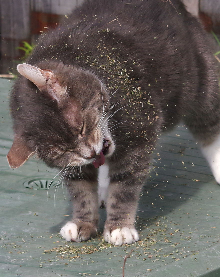 Our And Our Neighbor&#8217;s Cats Found Catnip And Cat.exe Stopped Functioning (30 Pics)