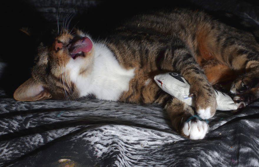 Our And Our Neighbor&#8217;s Cats Found Catnip And Cat.exe Stopped Functioning (30 Pics)