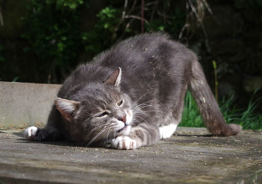 Our And Our Neighbor&#8217;s Cats Found Catnip And Cat.exe Stopped Functioning (30 Pics)