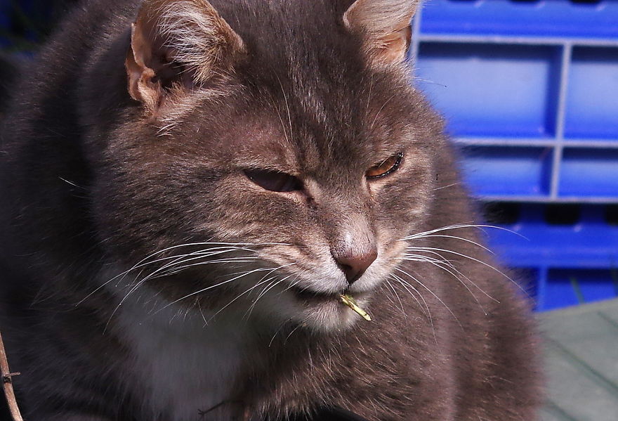 Our And Our Neighbor&#8217;s Cats Found Catnip And Cat.exe Stopped Functioning (30 Pics)