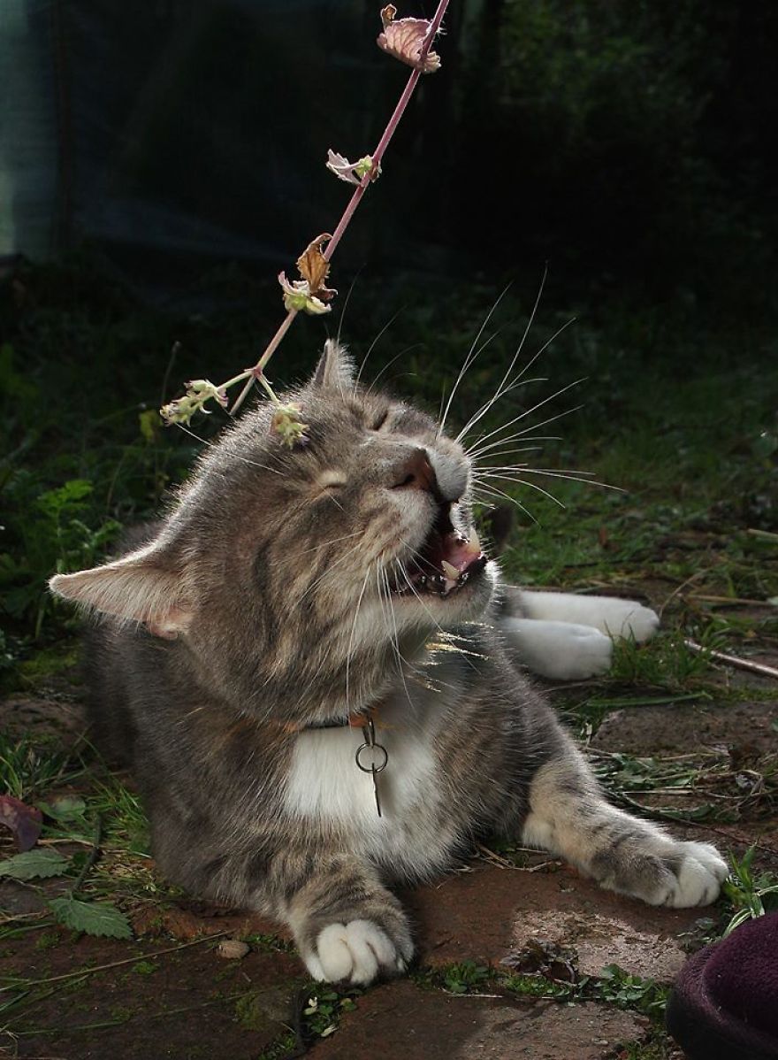 Our And Our Neighbor&#8217;s Cats Found Catnip And Cat.exe Stopped Functioning (30 Pics)