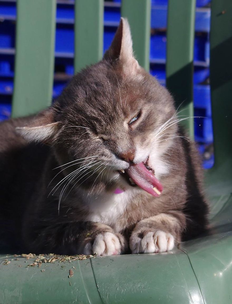 Our And Our Neighbor&#8217;s Cats Found Catnip And Cat.exe Stopped Functioning (30 Pics)