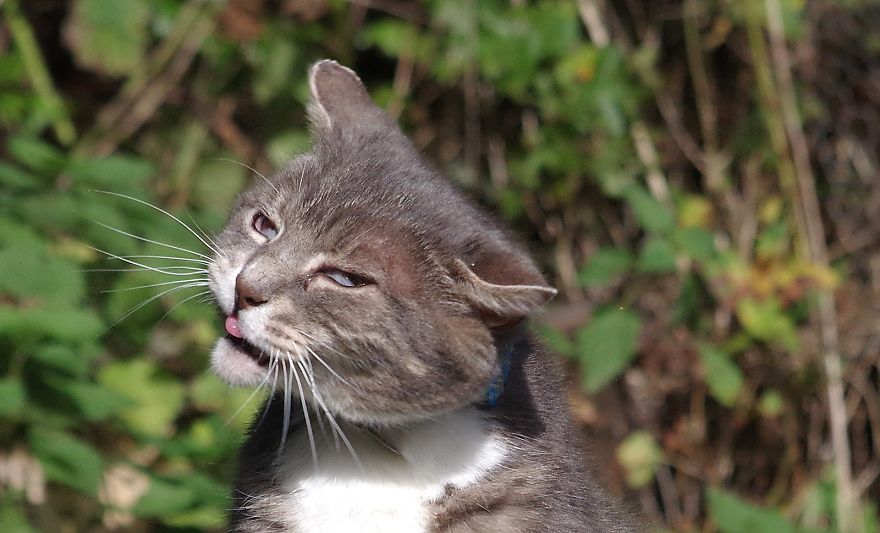 Our And Our Neighbor&#8217;s Cats Found Catnip And Cat.exe Stopped Functioning (30 Pics)