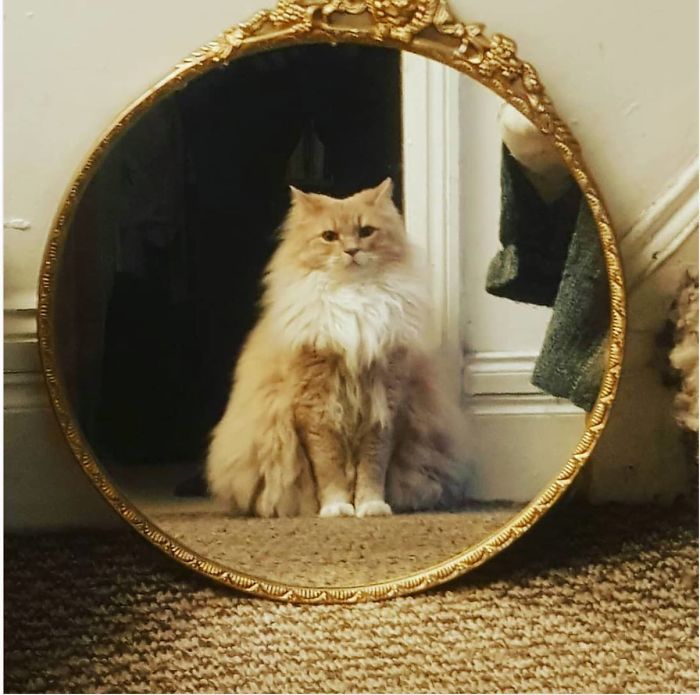 30 Pets That Discovered Mirrors