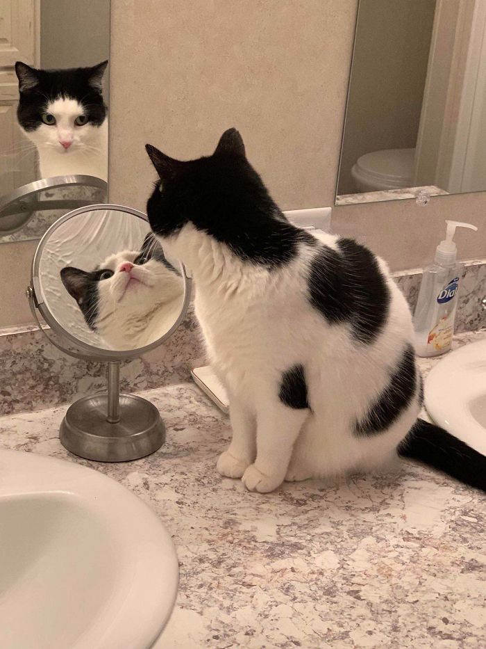 30 Pets That Discovered Mirrors
