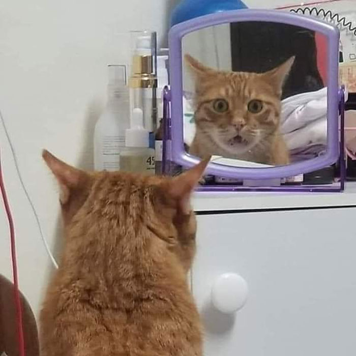 30 Pets That Discovered Mirrors