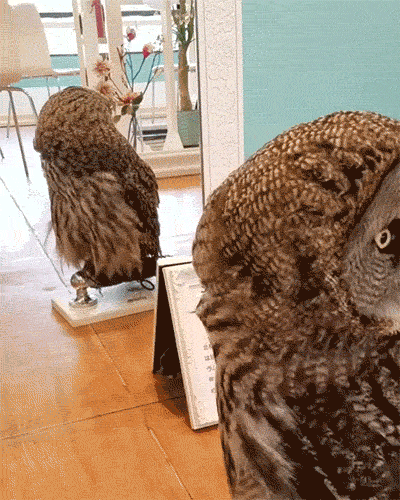 30 Pets That Discovered Mirrors