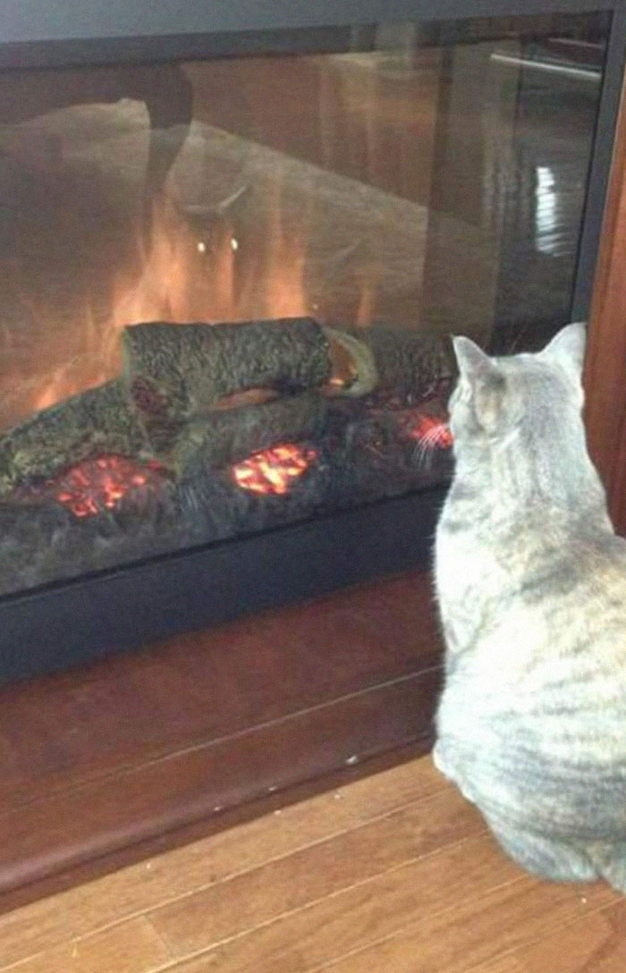 30 Pets That Discovered Mirrors