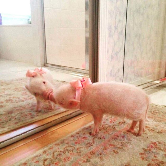 30 Pets That Discovered Mirrors