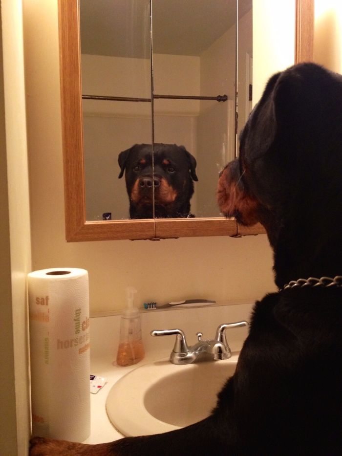 30 Pets That Discovered Mirrors